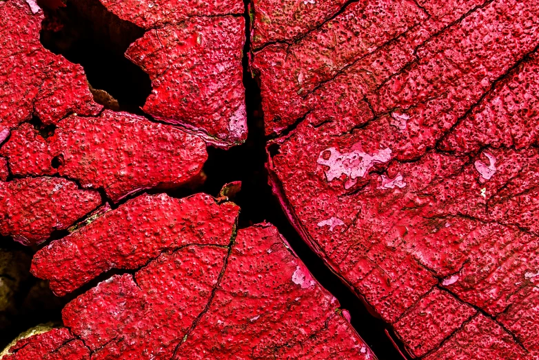 some very pretty red leaves close up