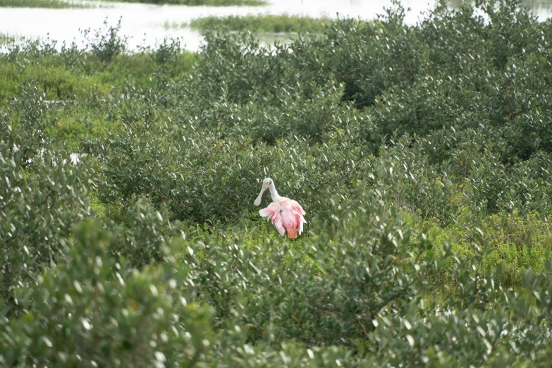 a small pink object floating in a body of water