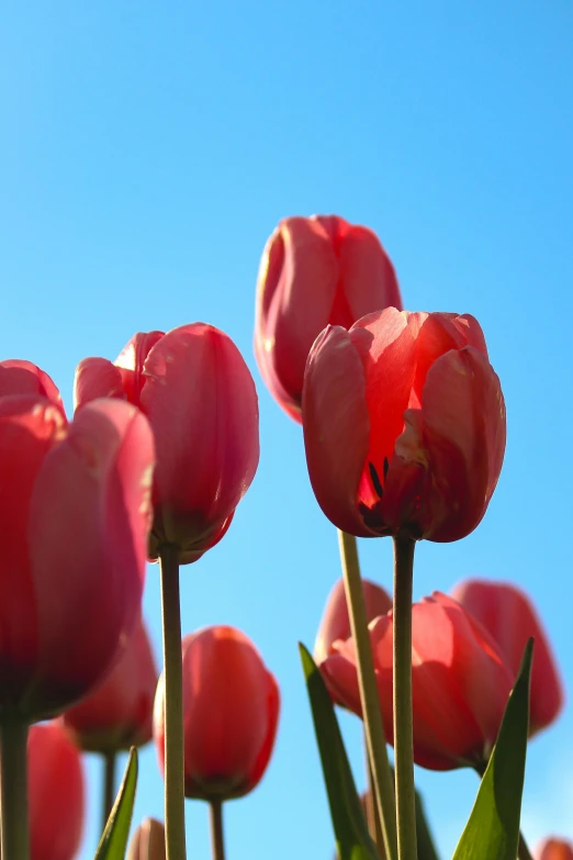 tulips blooming against the blue sky during sunset