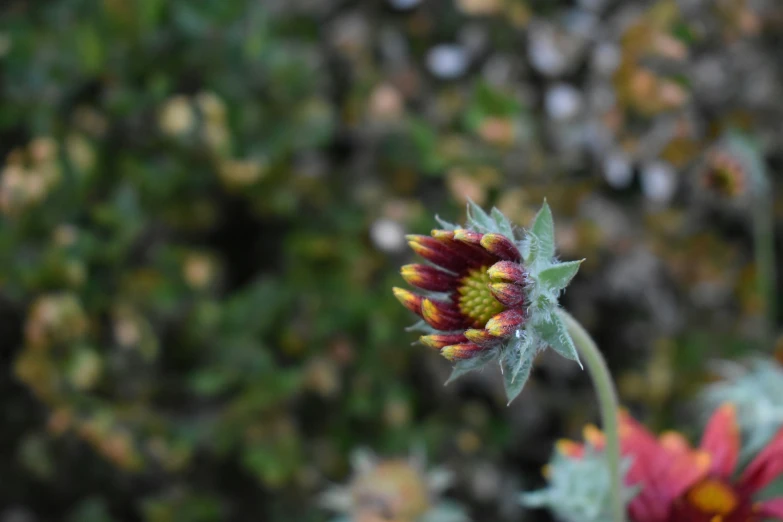 a close up of a flower on a nch