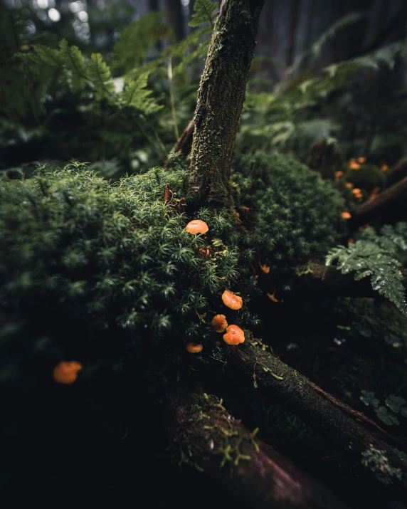 mushrooms grow on the top of a moss covered tree trunk