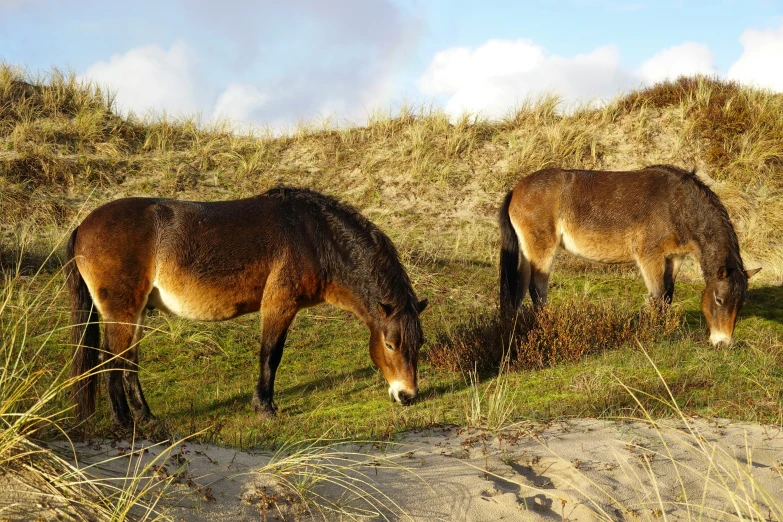 two ponies are seen eating grass near some bushes