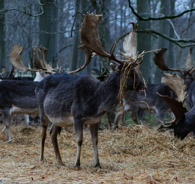 a couple of deer standing next to each other