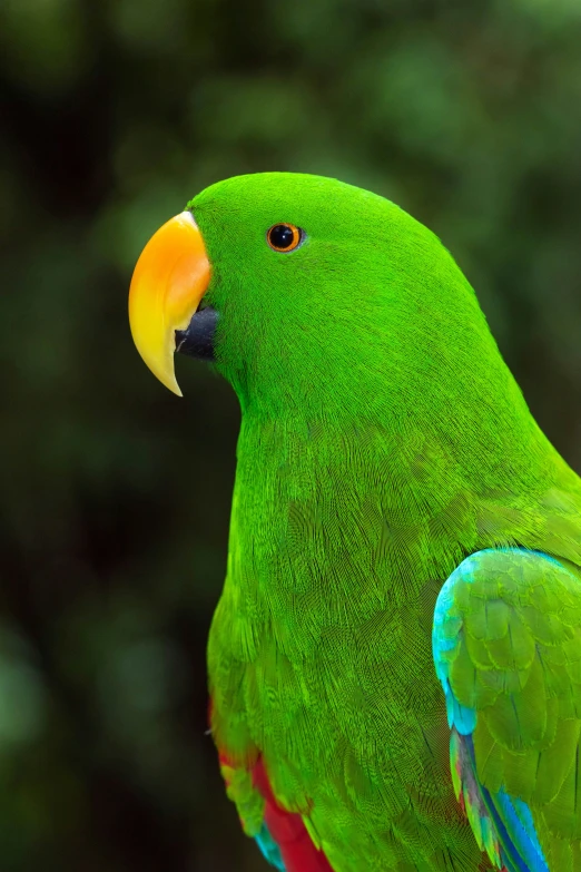 a green parrot with yellow and blue feathers