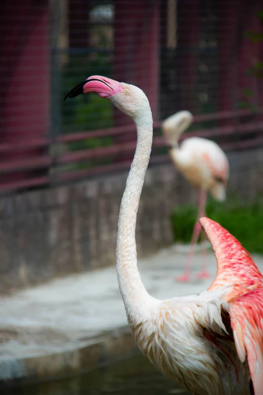 a close up of a flamingo bird near a body of water