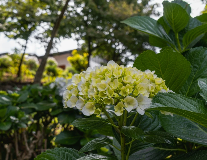 a green and white flower on a bushy nch