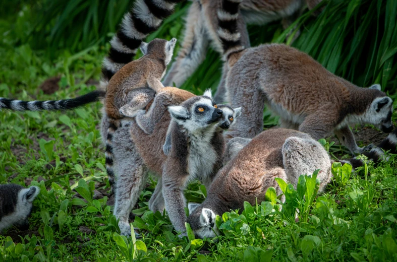 several small animals standing on grass next to each other