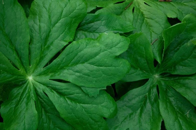 a closeup of green leaves with some brown tips