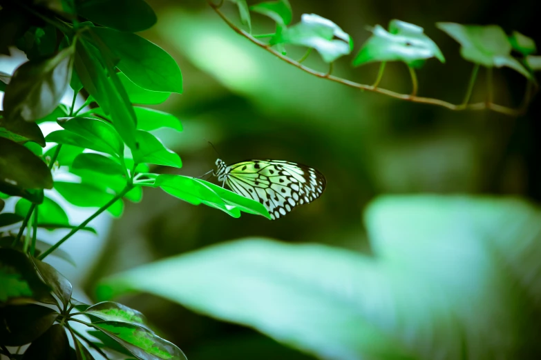 a erfly sits on top of a green leaf