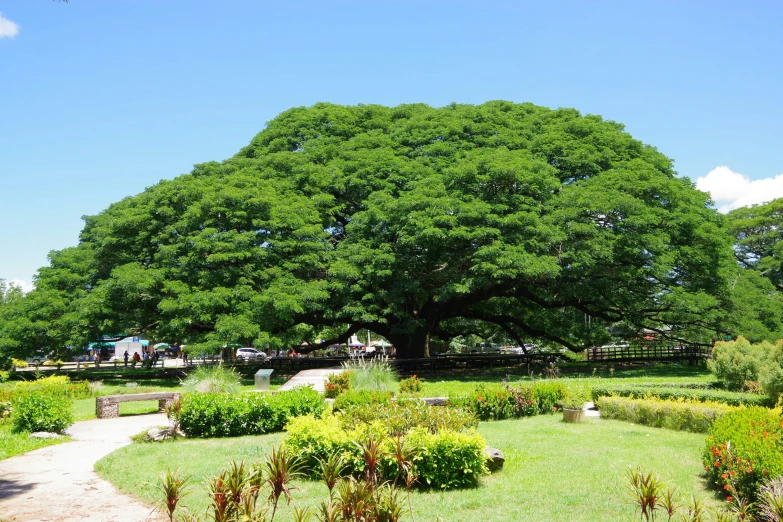 an almost green tree is standing in the middle of a park