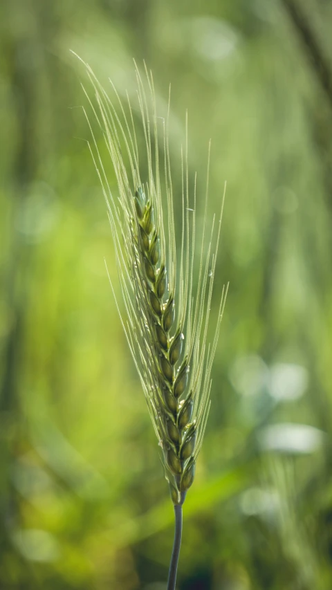 closeup view of a ripe green leaf