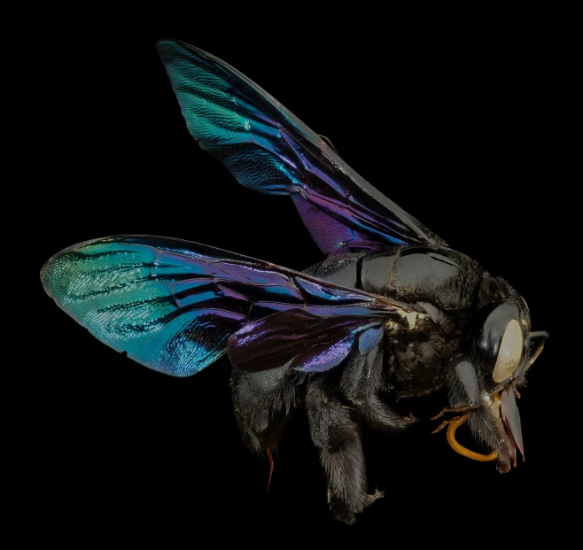 a insect in the dark, with purple and blue wings