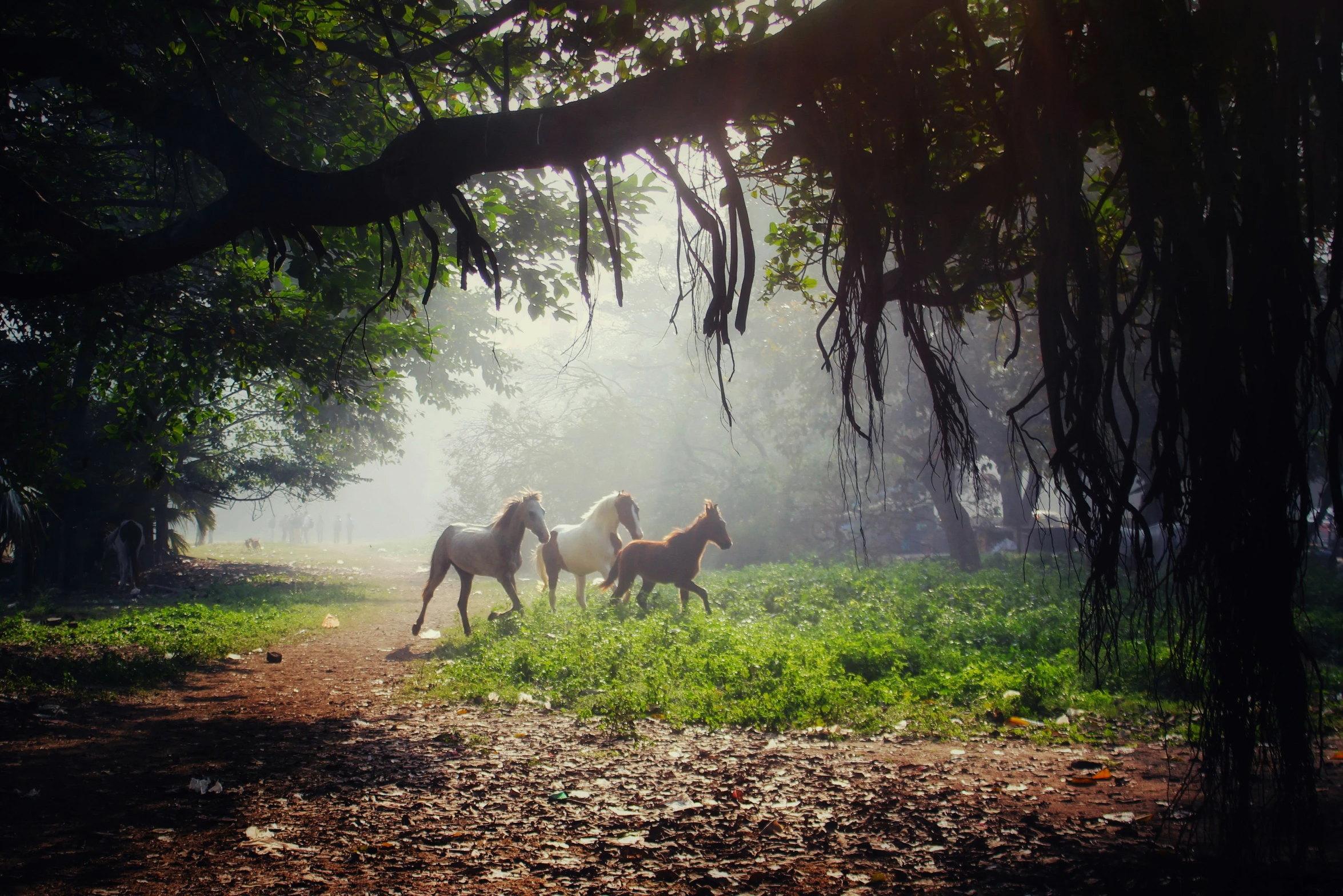 horses walk in a line under trees on a foggy day