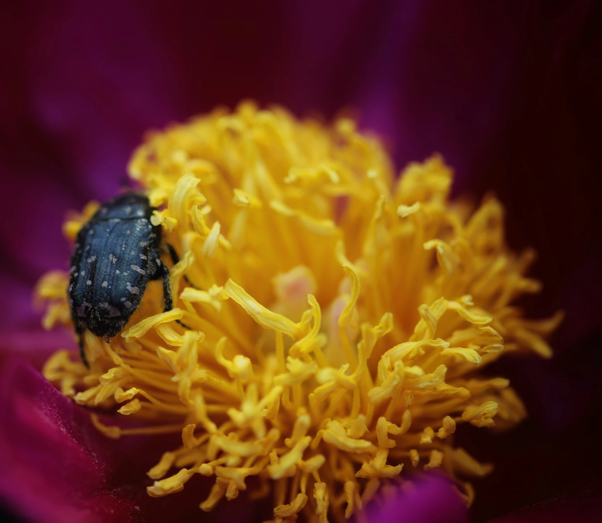 a bug on the center of a flower