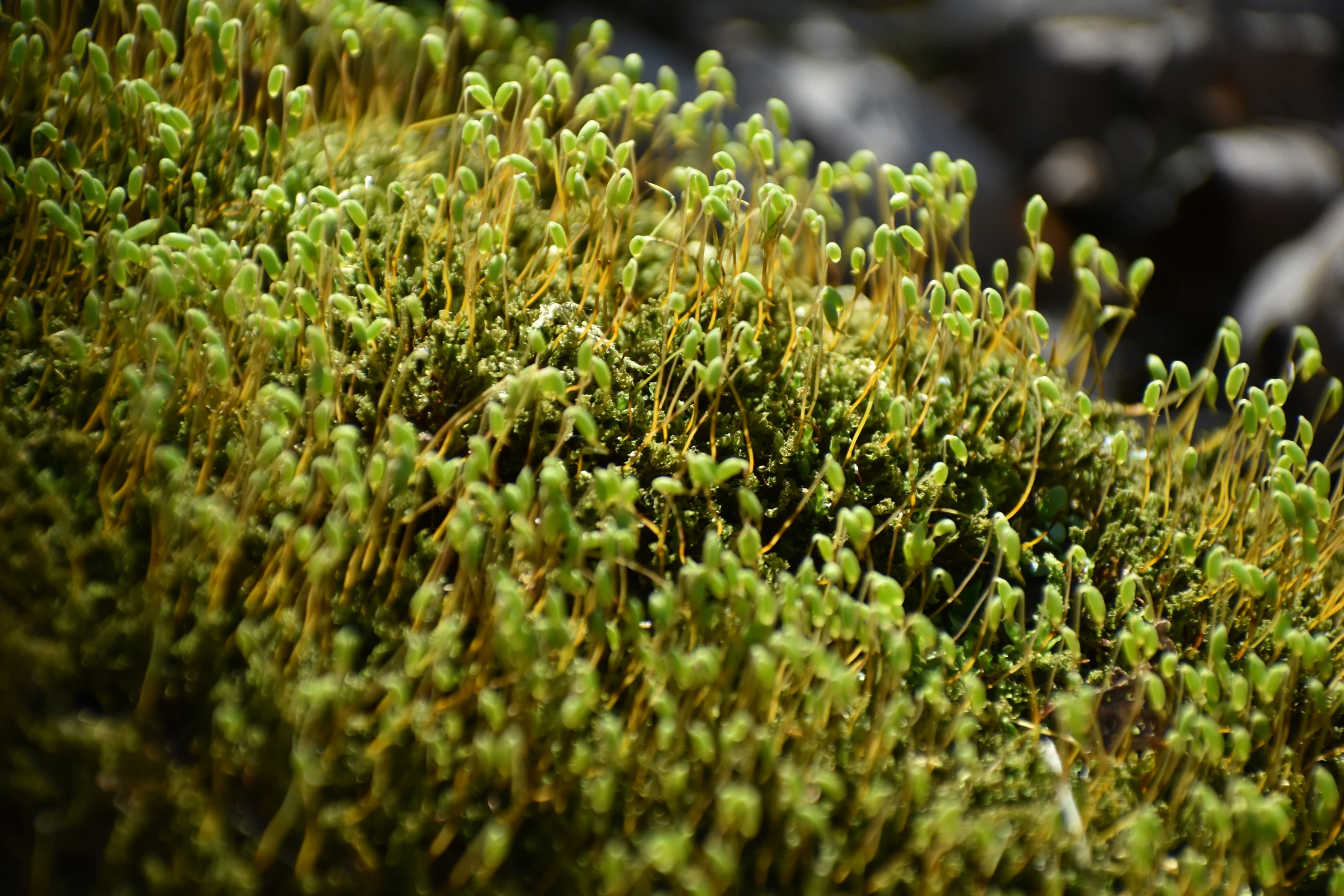some very bright green moss growing on a big rock