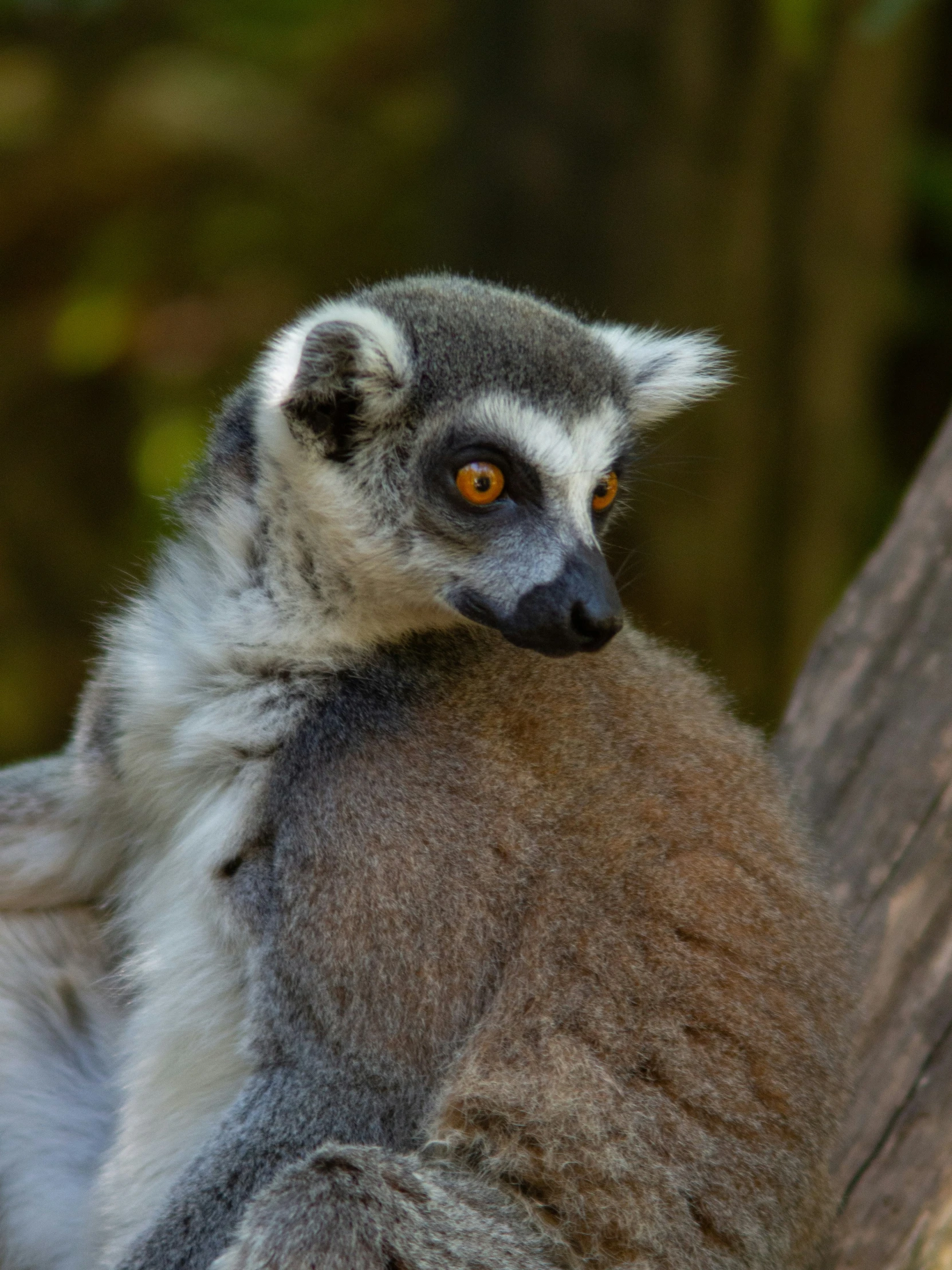 a lemur with orange eyes is sitting on a nch