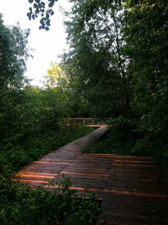 a wooden path going through some trees and shrubs