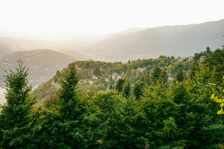 trees in the foreground with a view of city in background