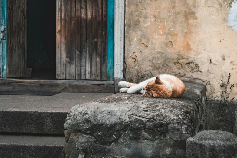 a cat lays down on a rock outside