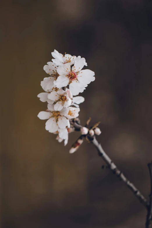 the nches of flowers have white blossoms