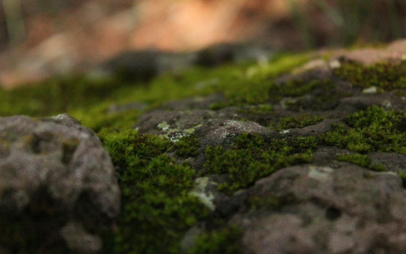 a couple of rocks with green moss growing on them