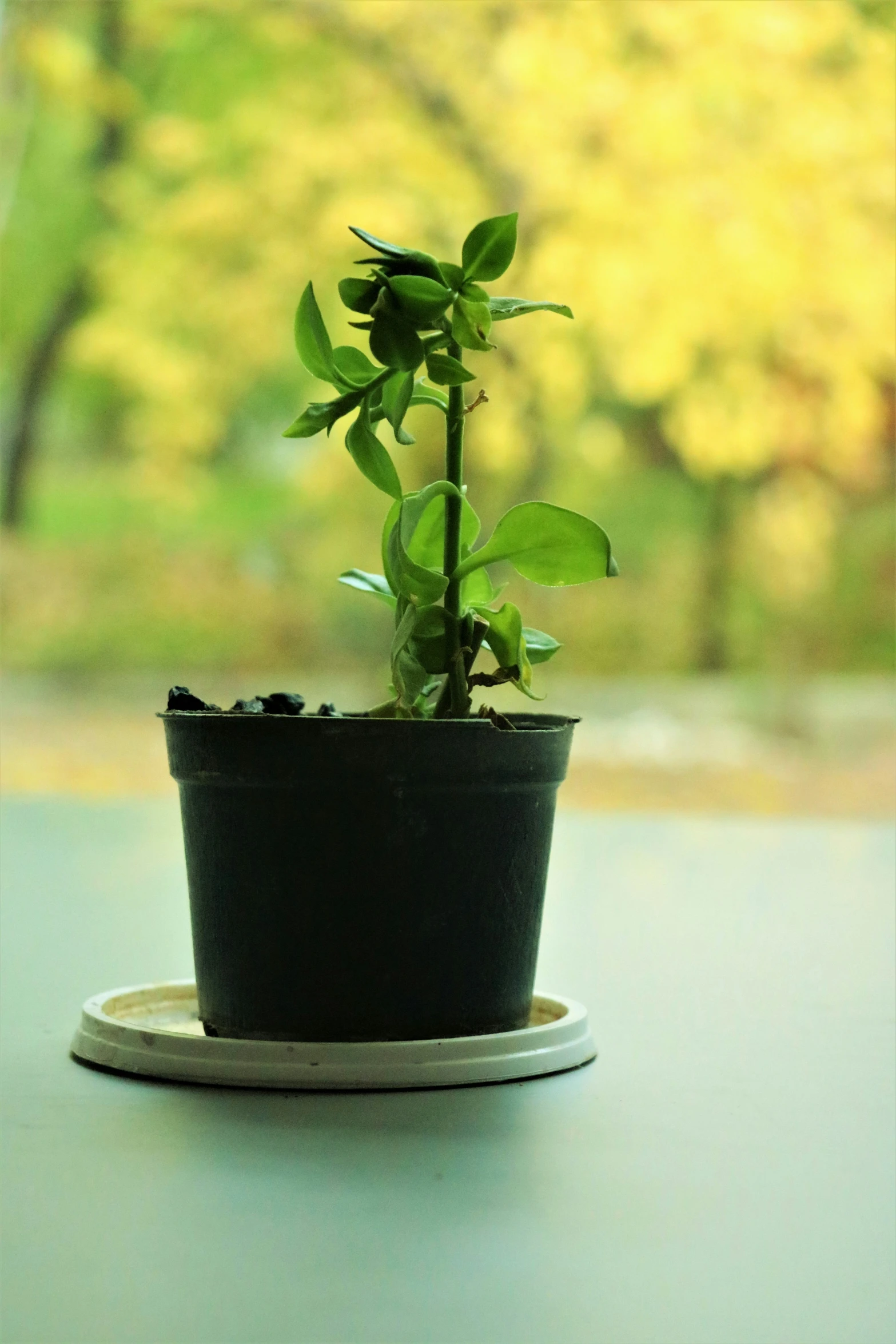 a potted plant with a single nch sitting on a saucer