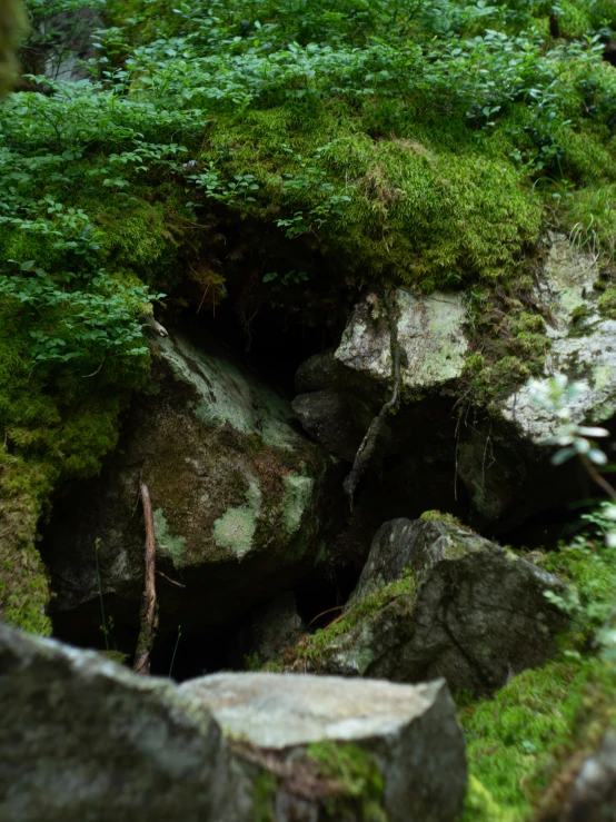 a small animal is walking along the rocky trail