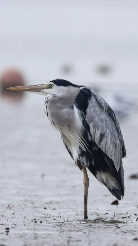 a bird is standing in the water