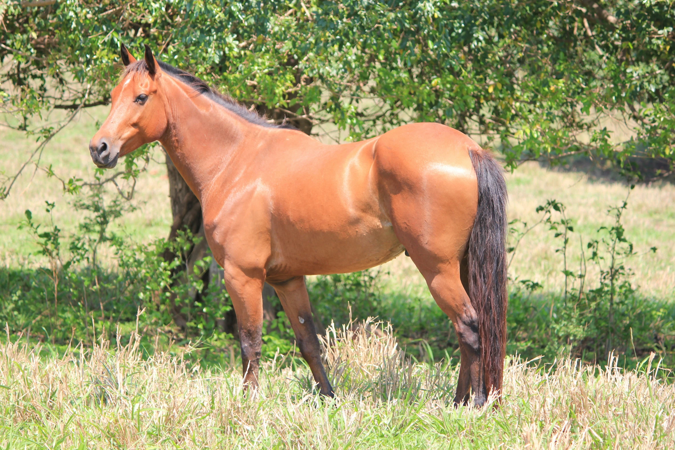 a brown horse standing in the middle of a lush green field