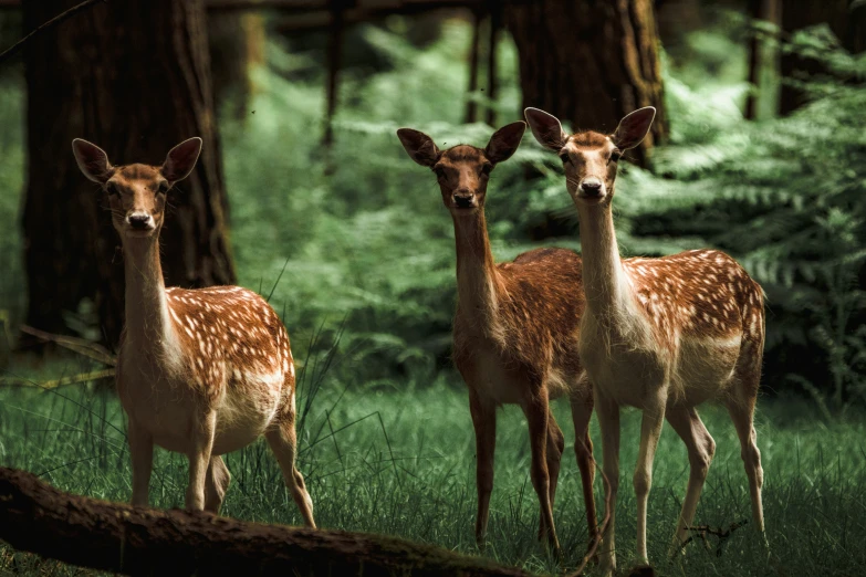 three deer standing in the grass and trees in a forest