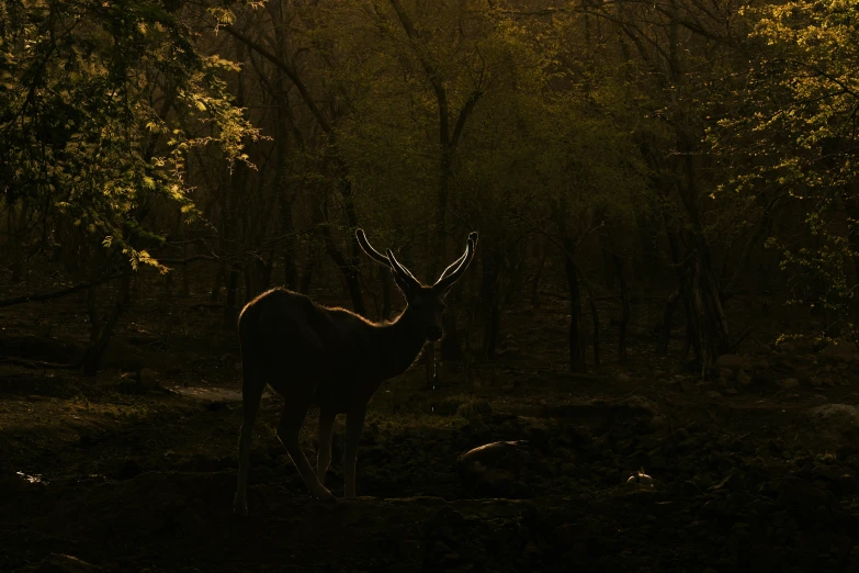 a deer standing in the middle of a forest