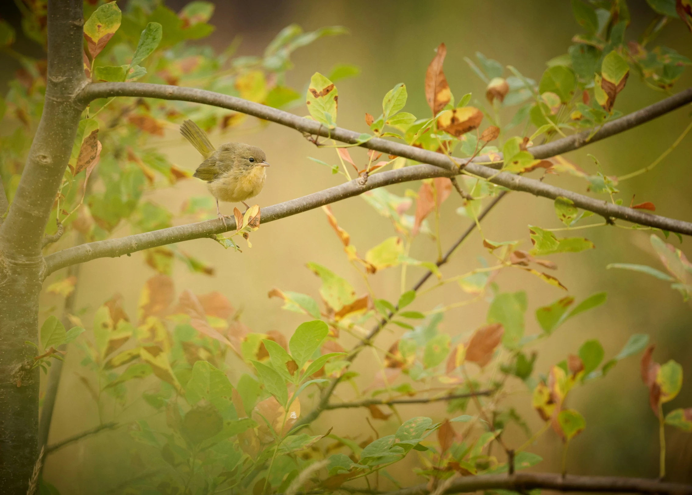 a small bird sits on a nch outside