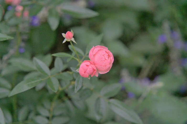 pink flowers are blooming among the green leaves