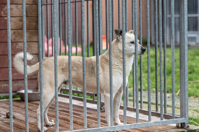 the brown dog is standing in the fenced area
