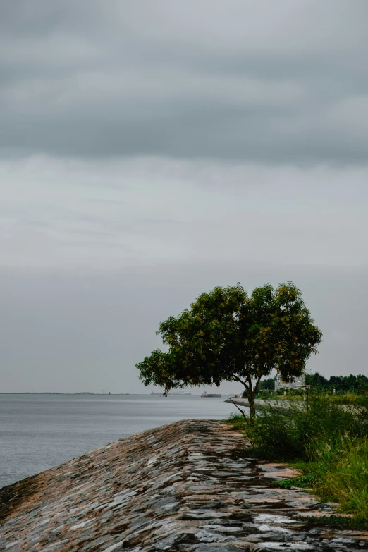 a bench sitting near a tree on a river