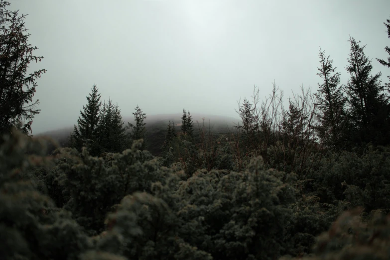 a cloudy day with some trees and shrubs in the foreground