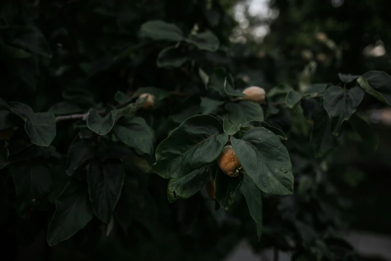 a tree that is growing and has leaves