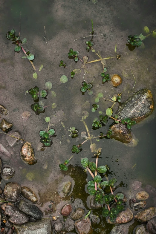 the water is green and rocks are around