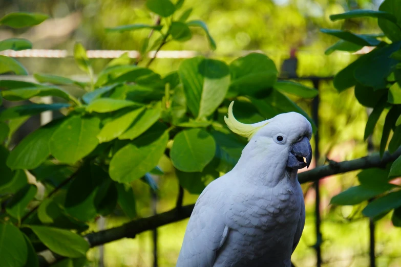 a gray and white parrot standing on top of a green tree