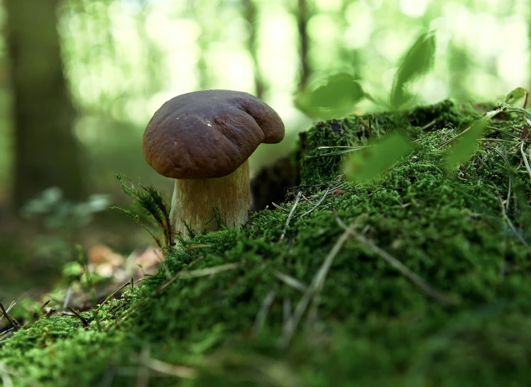 a mushroom on a moss covered rock