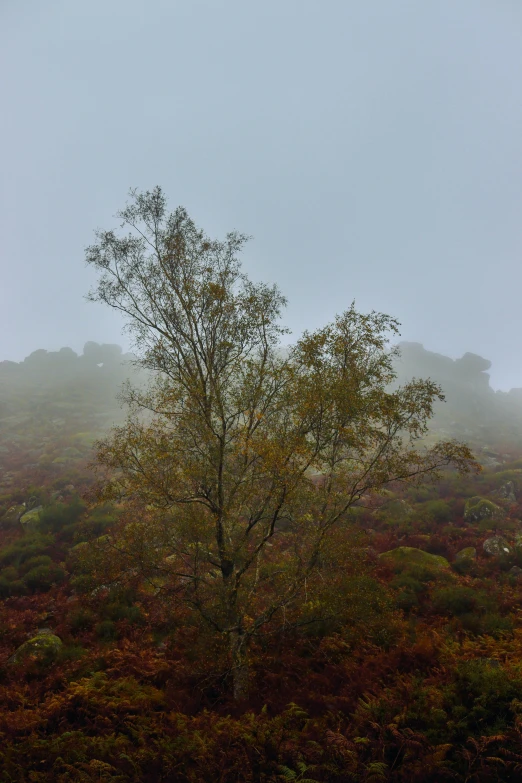 the lone tree stands in the midst of fog