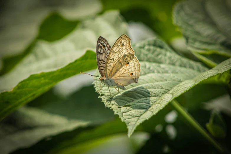 a yellow and white erfly resting on a leaf