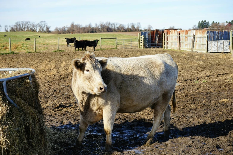 two cows are standing in a dirt pasture