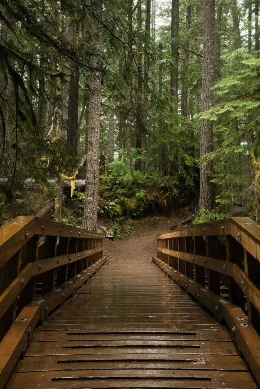 a small wooden bridge surrounded by pine trees