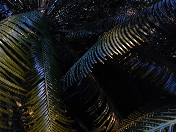 a close up of a tree with different shapes