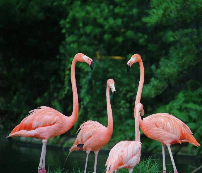 three flamingos stand together in the grass with their beaks up