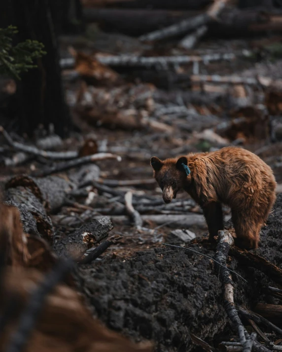 a bear stands on some logs in the woods