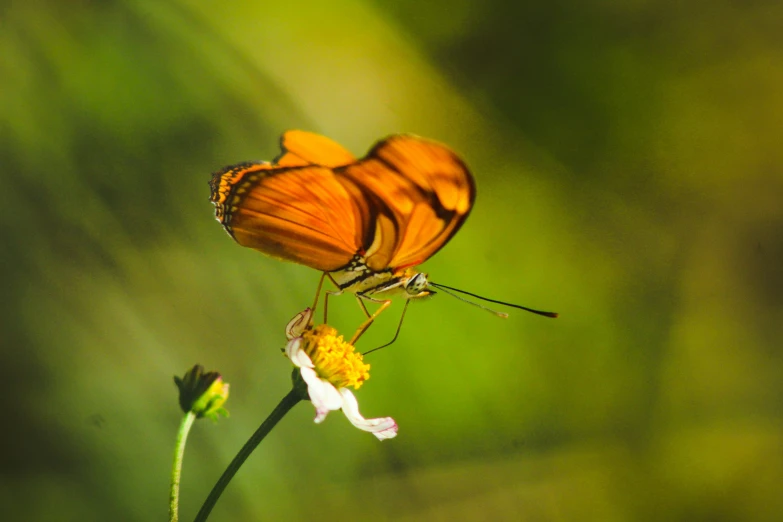 a beautiful orange erfly perches on top of a white and yellow flower