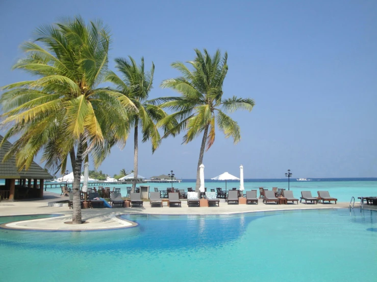 an outdoor swimming pool surrounded by tall palm trees