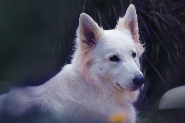 an all white german shepard puppy looks at the camera